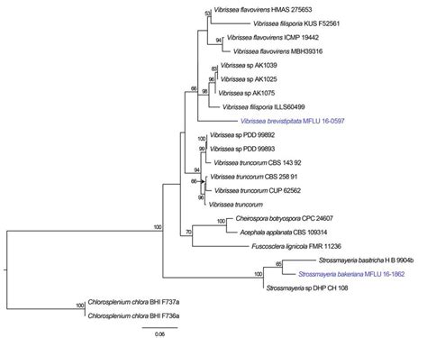 Phylogram Generated From Maximum Likelihood Analysis Of Sequences Of