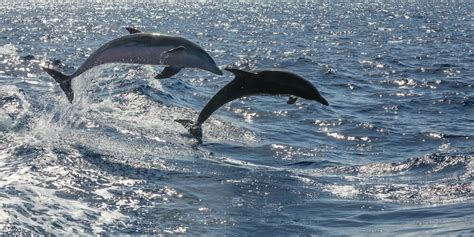 Outer Banks Dolphin Tours | Outer Banks Activities - Sea Ranch Resort