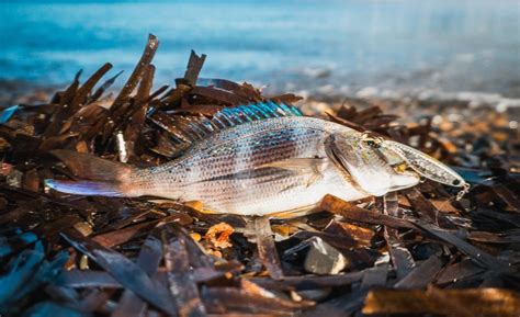 Tipos de señuelos y técnicas de uso para RockFishing Entre Cañas