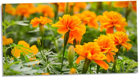 A Deep Dive Into the Symbolism of Marigolds: 10 Meanings - Subconscious ...