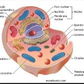 Print Matching Pairs Tipos De C Lulas Biolog A Educaci N