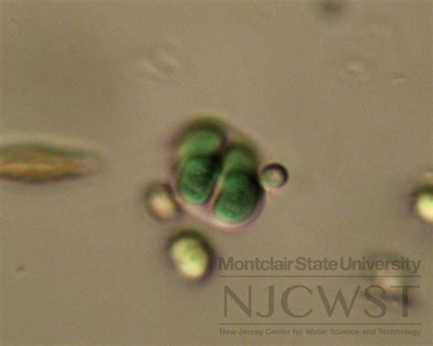 Chroococcus New Jersey Center For Water Science And Technology