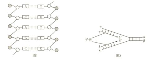 下图1是某生物小组制作的模型图，图2是某同学画的dna复制模式图。请据图回答下列问题：1该生物兴趣小组制作的是（填“dna空间