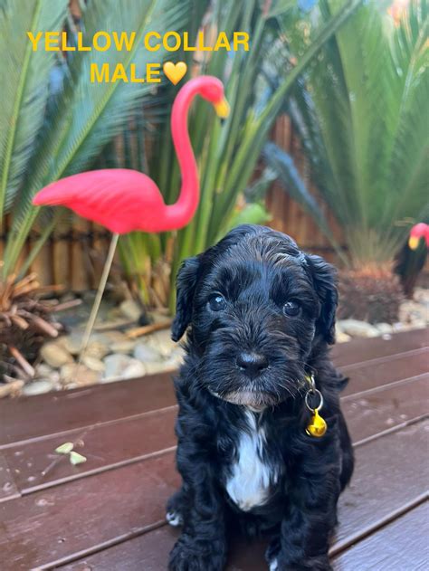 Cavoodle Point Cook Petsforhomes