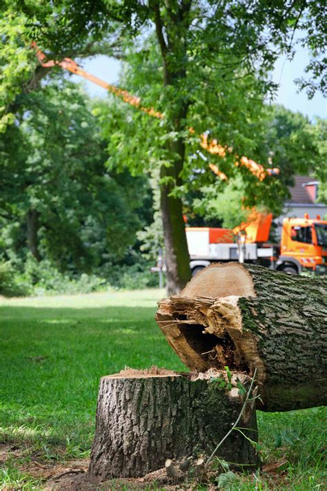 Greenline Garten Und Landschaftsbau Springe Hannover