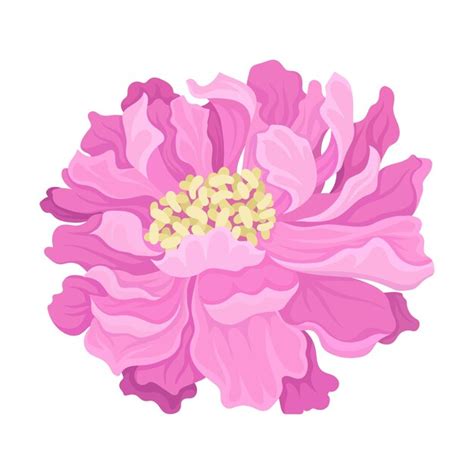 Exuberante flor de peonía rosa en primer plano ilustración vectorial