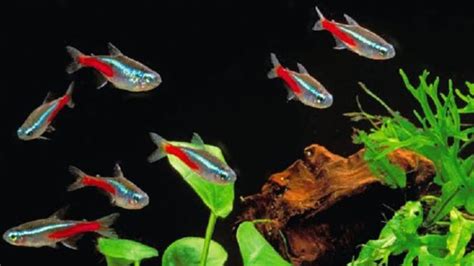 Cara Budidaya Ikan Neon Tetra - Homecare24