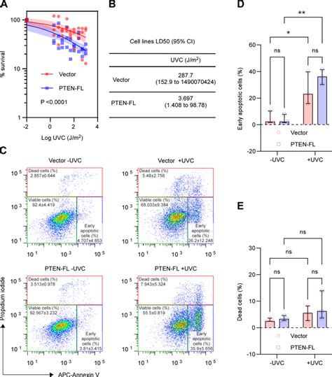 Effects Of UV Light Induced DNA Damage On Cell Viability In EC A A