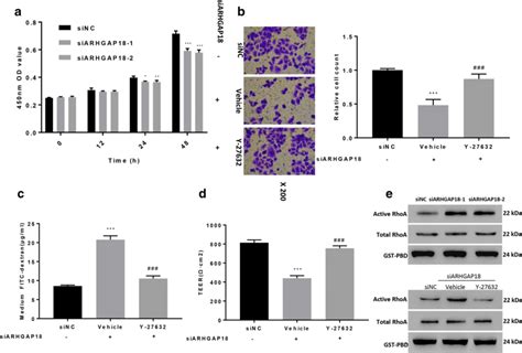 Arhgap18 Promotes Cell Proliferation And Invasion And Decreases Cell