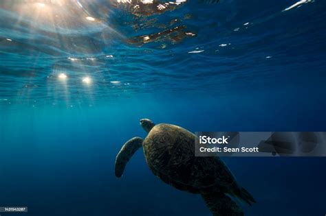 Green Sea Turtle Silhouette Stock Photo - Download Image Now - Abstract ...