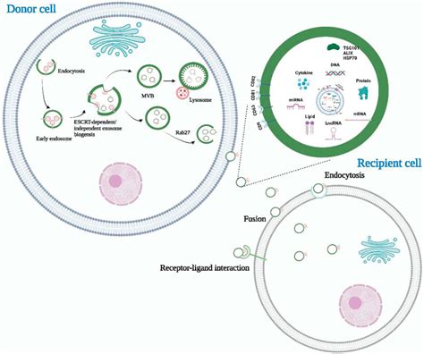 Frontiers Extracellular Vesicles In Gastric Cancer Role Of Exosomal