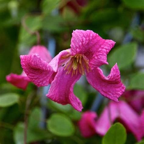 Patio Clematis Confetti Boulevard At Yougarden Get Garden Orchids In Uk