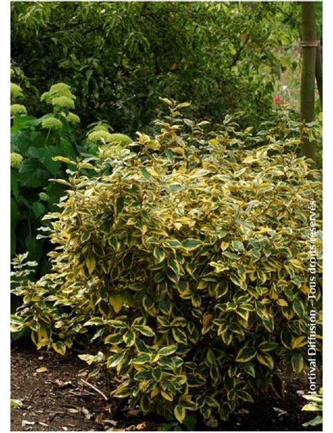 Forme Espalier Elaeagnus Ebbingei Gilt Hedge Chalef Panach