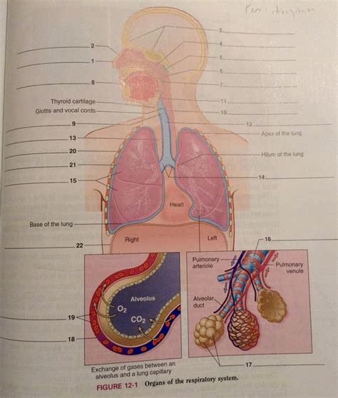 Language Of Medicine Chapter Diagram Quizlet