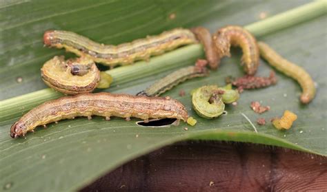 fall armyworm cabiorg