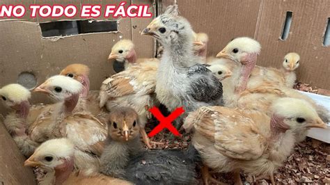 Si Quieres Empezar A Criar Gallinas Debes Saber Esto YouTube