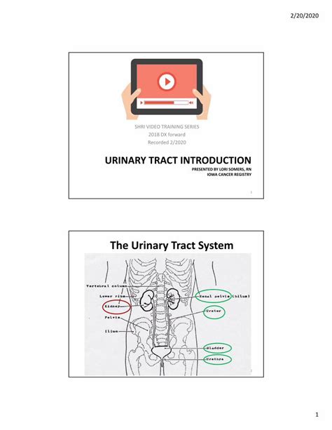 PDF URINARY TRACT INTRODUCTION DOKUMEN TIPS