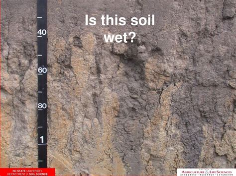 Ppt Redoximorphic Features Wetness Indicators And Disturbed Soils