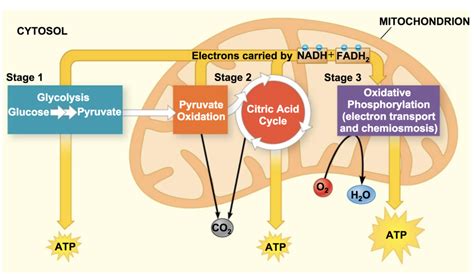 Cellular Respiration Aerobic Harvesting Of Energy Diagram Quizlet