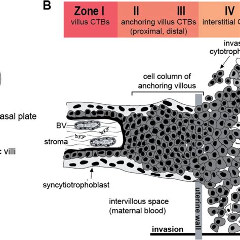 Human Placental Villous Cytotrophoblast Ctb Differentiation At The Download Scientific