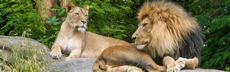 woodland park zoo seattle localwiki