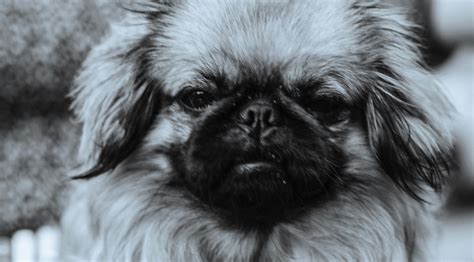 Pekingese Growling Pekingese Central