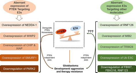 Frontiers Role Of Ubiquitination In Pten Cellular Homeostasis And Its Implications In Gb Drug