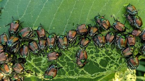 Japanese Beetles Emerging As Next Insect Nuisance For Eastern Us