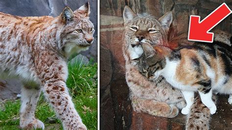 Siberian Lynx House Cat