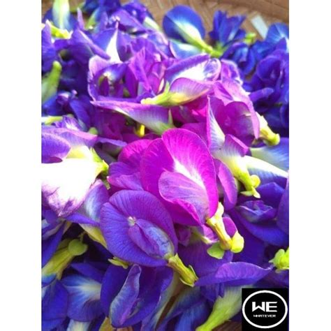 Ready Stock 30 Gram Dried Butterfly Pea Flower Bunga Telang