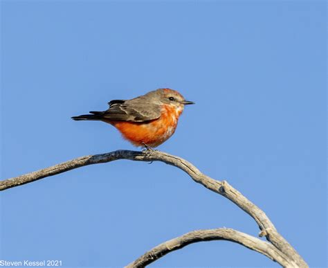 Vermilion Flycatcher, Juvenile Male – Sonoran Images