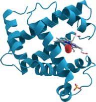 A representation of the 3D structure of the protein myoglobin showing ...