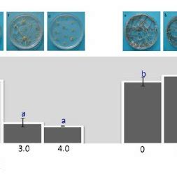 The Effect Of Varying Concentrations Of Cytokinins KIN BAP On The