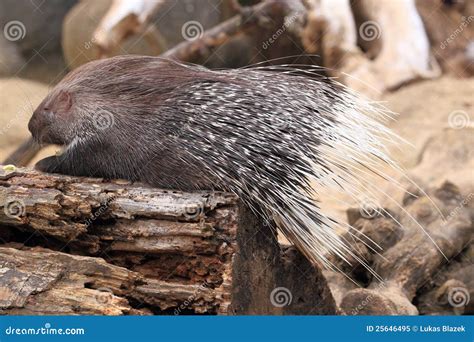 Cape Porcupine Or South African Porcupine Hystrix Africaeaustralis In A