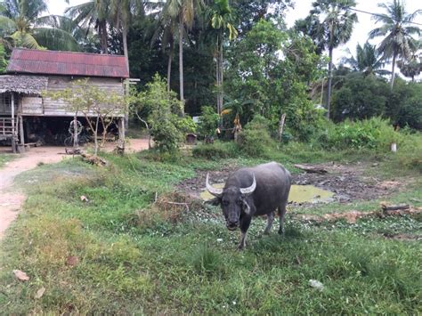 Siem Reap Excursión de 4 días a Angkor Wat y Beng Mealea GetYourGuide