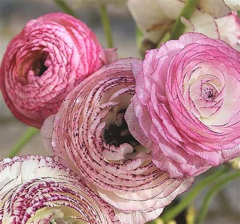 Ázsiai boglárka Ranunculus Picotee Rose