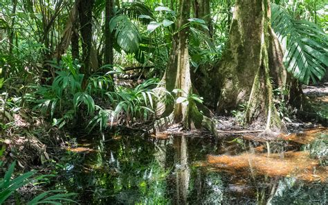 Tortuguero Nationalpark In Costa Rica Erfahrung And Tipps