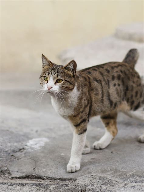 22 Pics 10 Stray Tabby Cat Who Look Like Small Tiger Tabby Cat