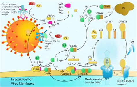 Schematic Diagram Of How Coronavirus Stimulates The Complement Cascade