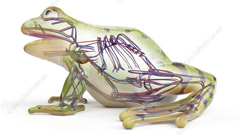 Frogs Cardiovascular System Illustration Stock Image F0383447