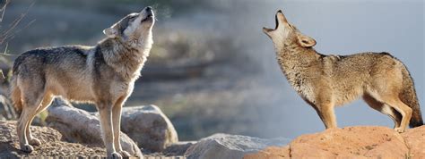 Wolf Coyote Difference