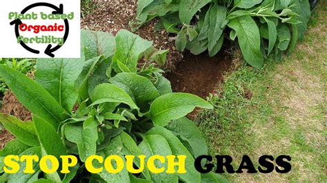 Stop Couch Grass Organically And Apple Tree Summer Pruning Youtube