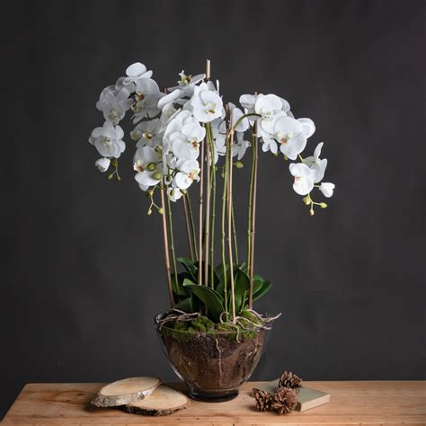 Large White Orchid In Glass Pot Wholesale By Hill Interiors