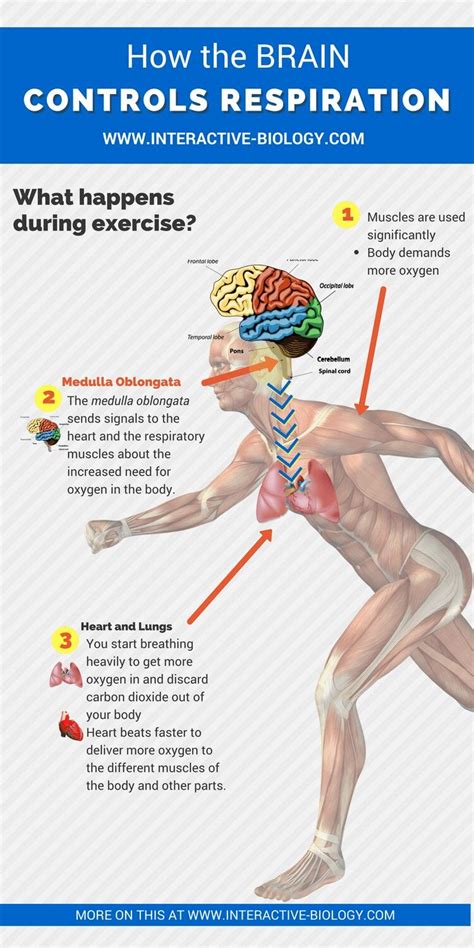 How The Brain Controls Respiration Basic Anatomy And Physiology