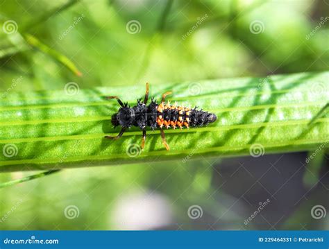 Ladybug Larvae Or Nymph On Stem Of A Fennel Plant Stock Image Image