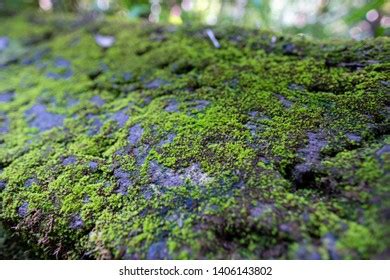 Parasitic Plant Moss Lichen On Tree Stock Photo Edit Now 1406143802