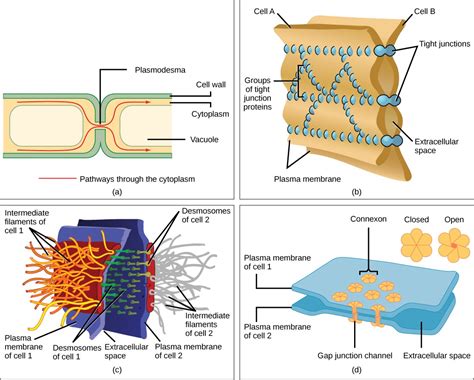 Eukaryotic Cells Openstax Concepts Of Biology