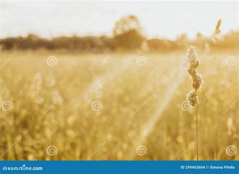 Autumn Field In Silhouette During Golden Sunset Nature And Sunlight