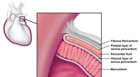 Pericardium Diagram Quizlet