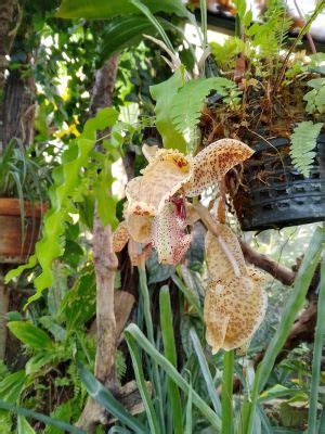 Quelques Nouvelles De Chez Nous Les Serres Du Jardin Botanique